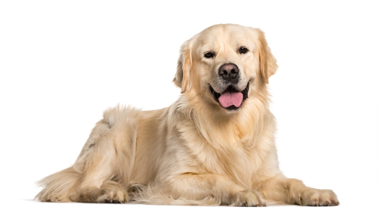 Golden Retriever Brain Benders: A Quiz for Super-Fans